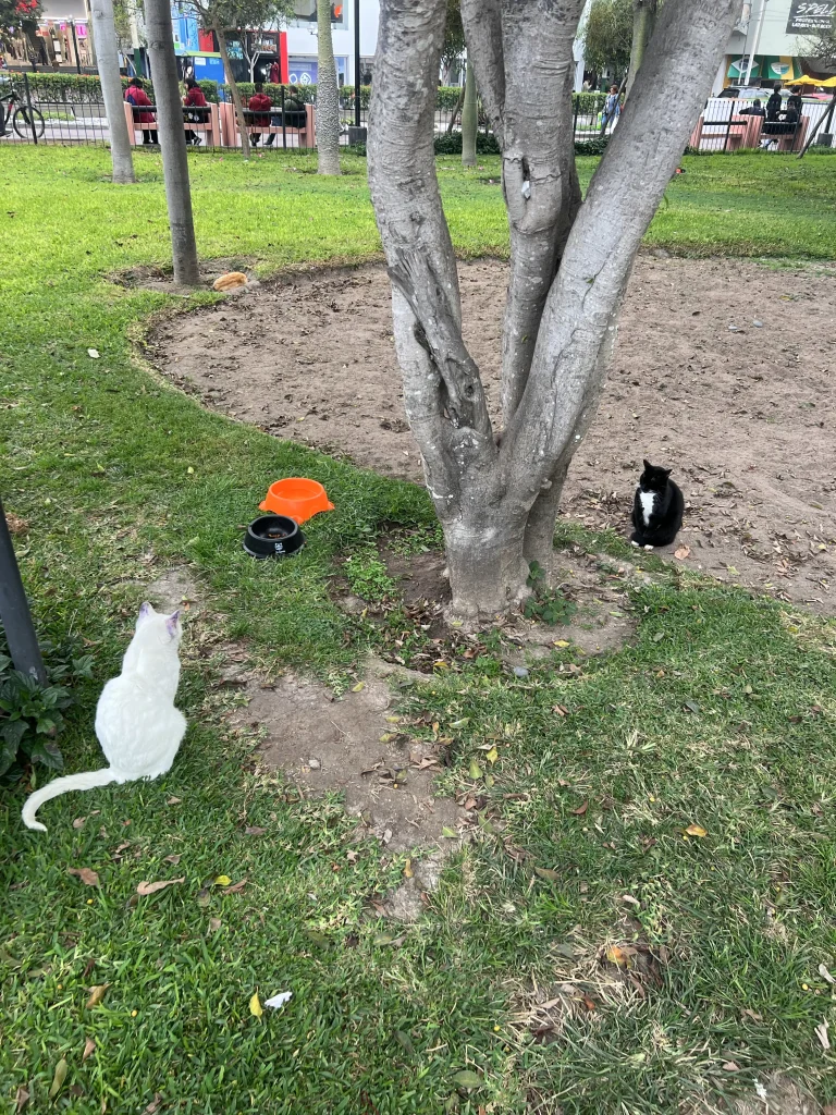 Activité chats Lima